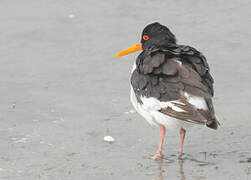 Eurasian Oystercatcher