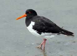 Eurasian Oystercatcher