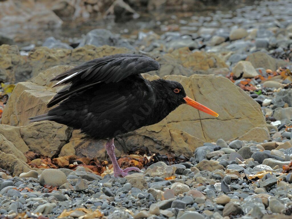 Variable Oystercatcher