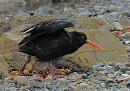 Variable Oystercatcher