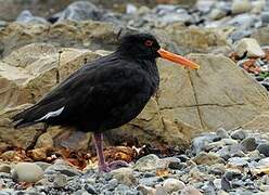 Variable Oystercatcher