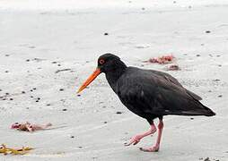 Variable Oystercatcher