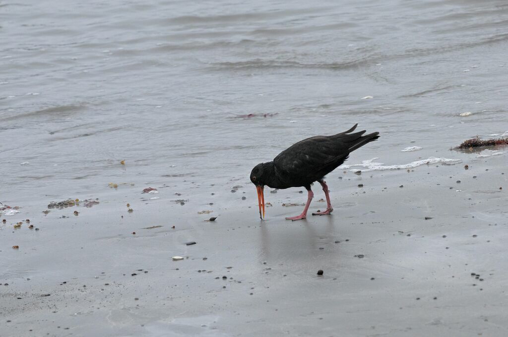 Variable Oystercatcher