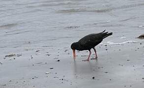 Variable Oystercatcher