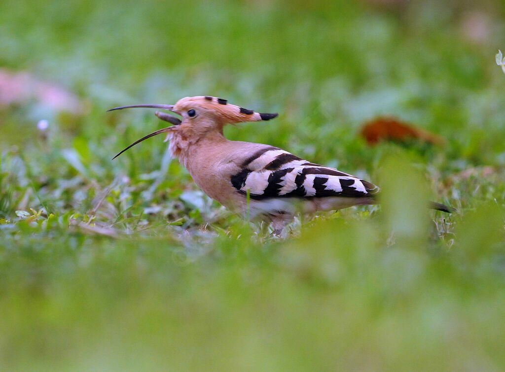 Eurasian Hoopoe, Behaviour