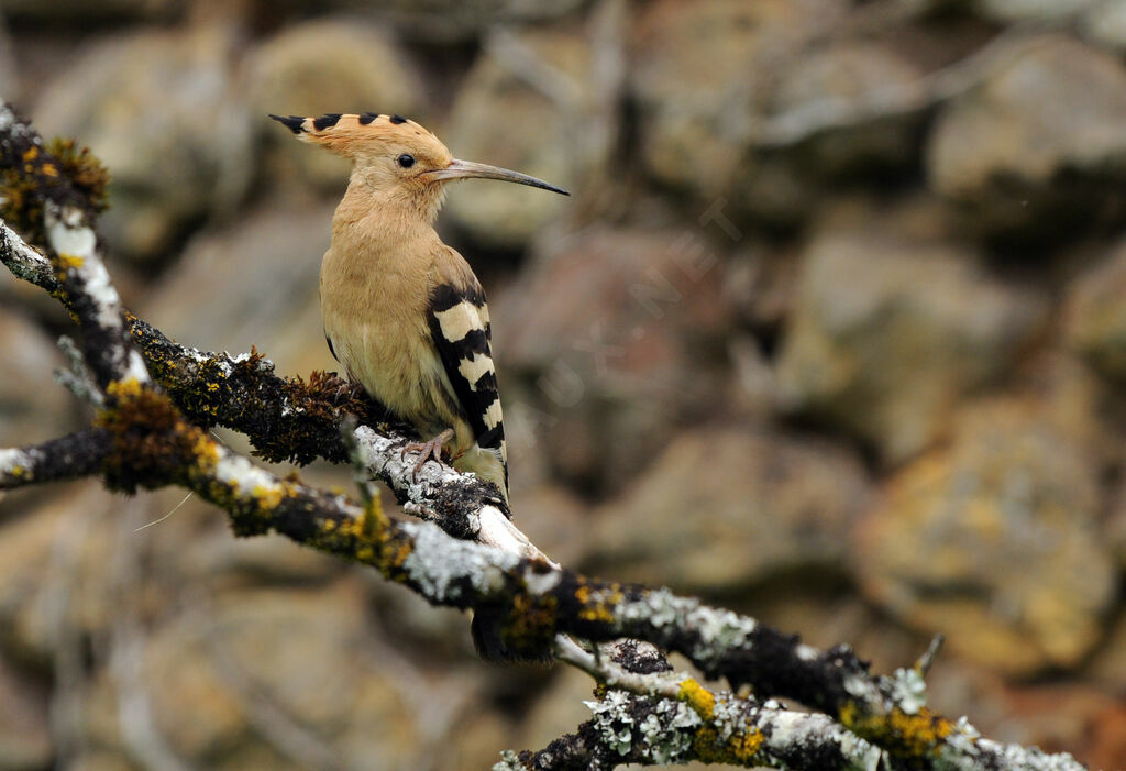 Eurasian Hoopoe female adult