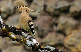 Eurasian Hoopoe