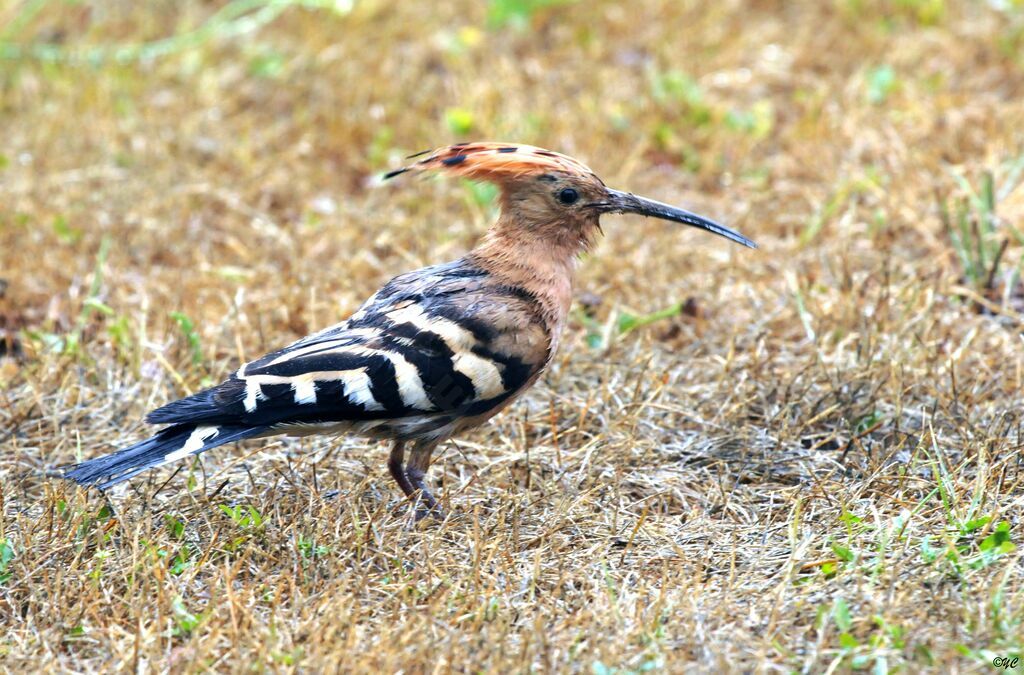 Eurasian Hoopoe male adult