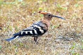 Eurasian Hoopoe