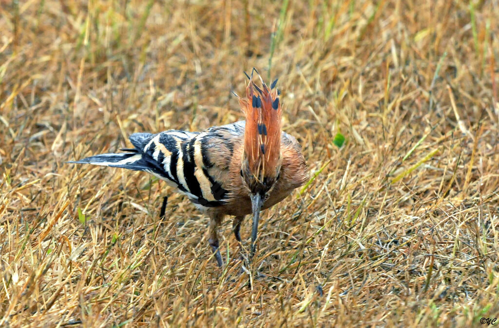 Eurasian Hoopoe male adult