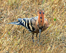 Eurasian Hoopoe