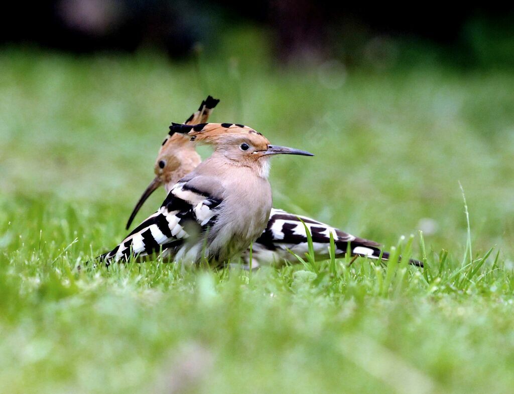 Eurasian Hoopoe