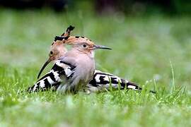 Eurasian Hoopoe