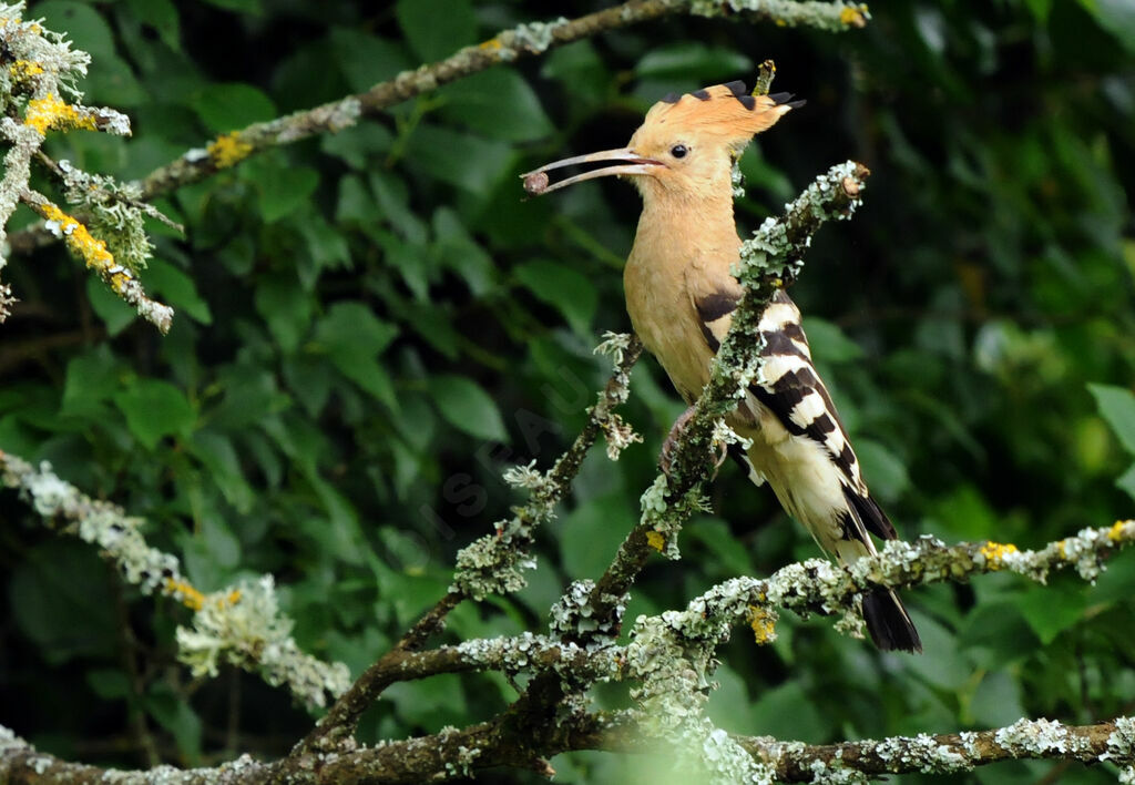 Eurasian Hoopoe female adult