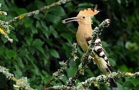 Eurasian Hoopoe