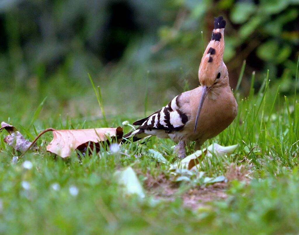 Eurasian Hoopoe