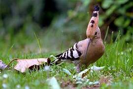 Eurasian Hoopoe