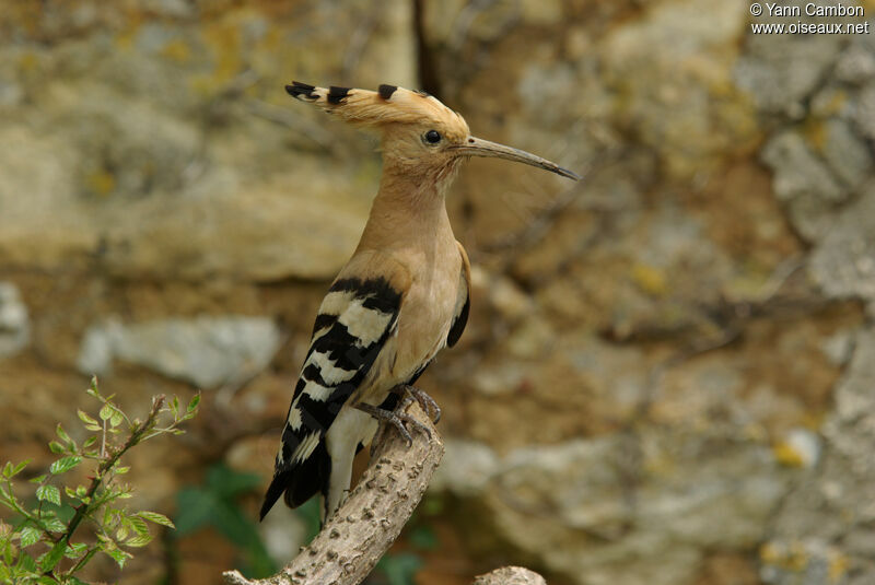 Eurasian Hoopoe female adult breeding