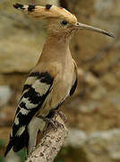 Eurasian Hoopoe