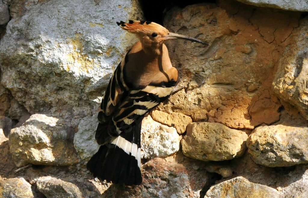 Eurasian Hoopoe