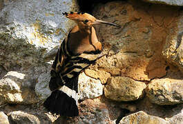 Eurasian Hoopoe