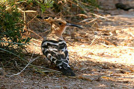 Eurasian Hoopoe