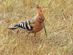 Eurasian Hoopoe