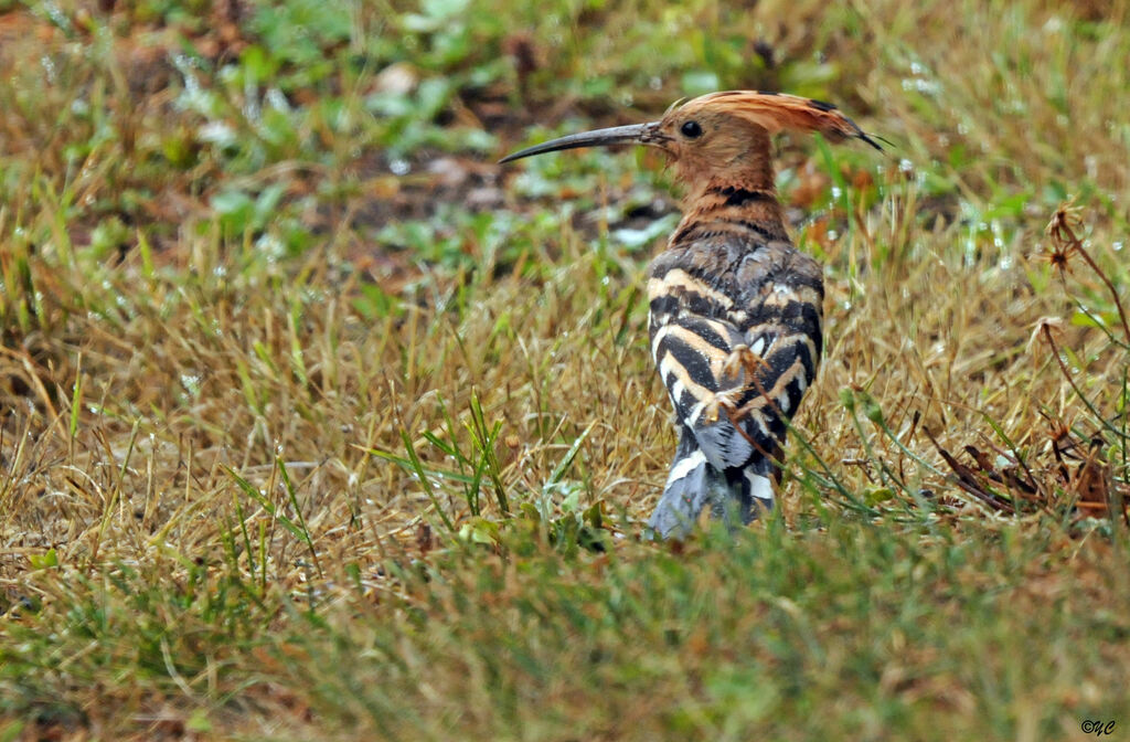 Eurasian Hoopoe male adult