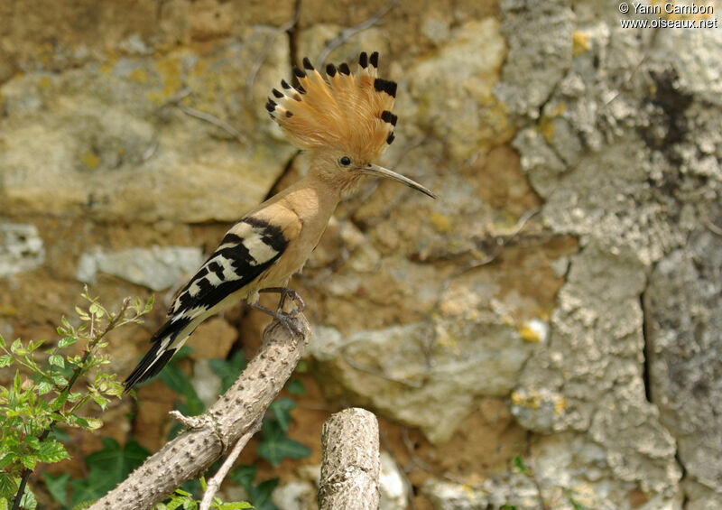 Huppe fasciée femelle adulte nuptial, identification