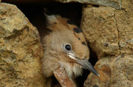 Eurasian Hoopoe