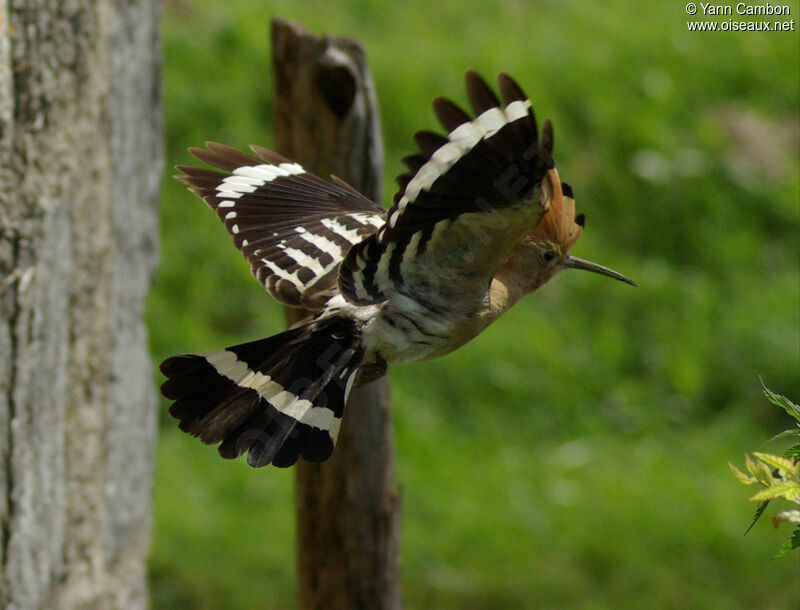 Eurasian Hoopoe female adult breeding