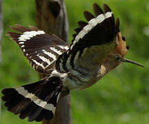 Eurasian Hoopoe