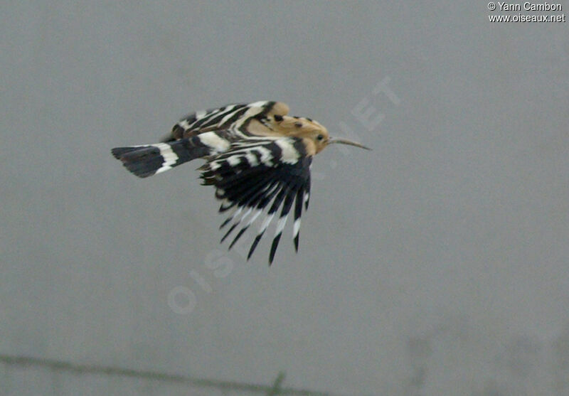 Eurasian Hoopoe female adult breeding