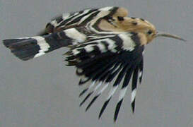 Eurasian Hoopoe