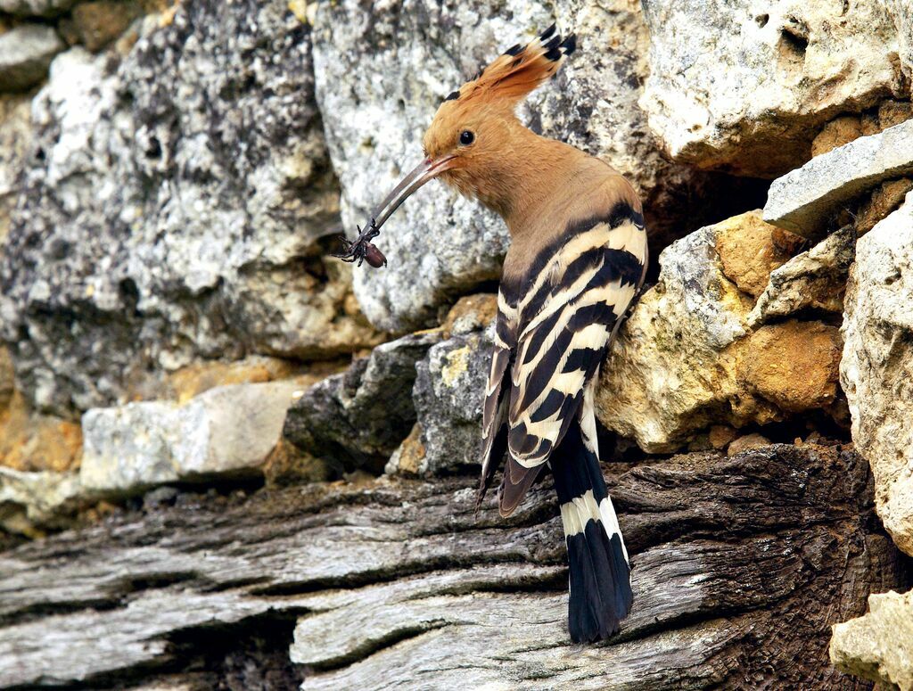 Eurasian Hoopoe