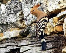 Eurasian Hoopoe