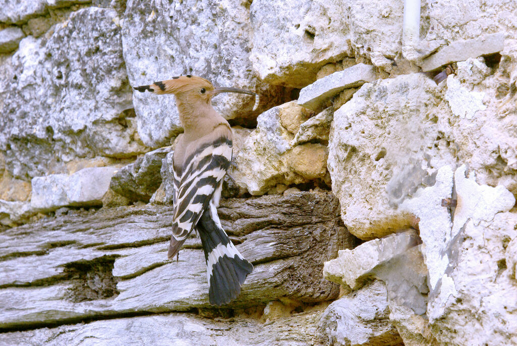 Eurasian Hoopoe