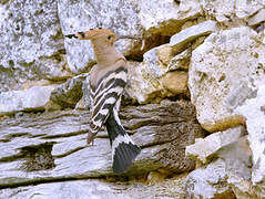 Eurasian Hoopoe