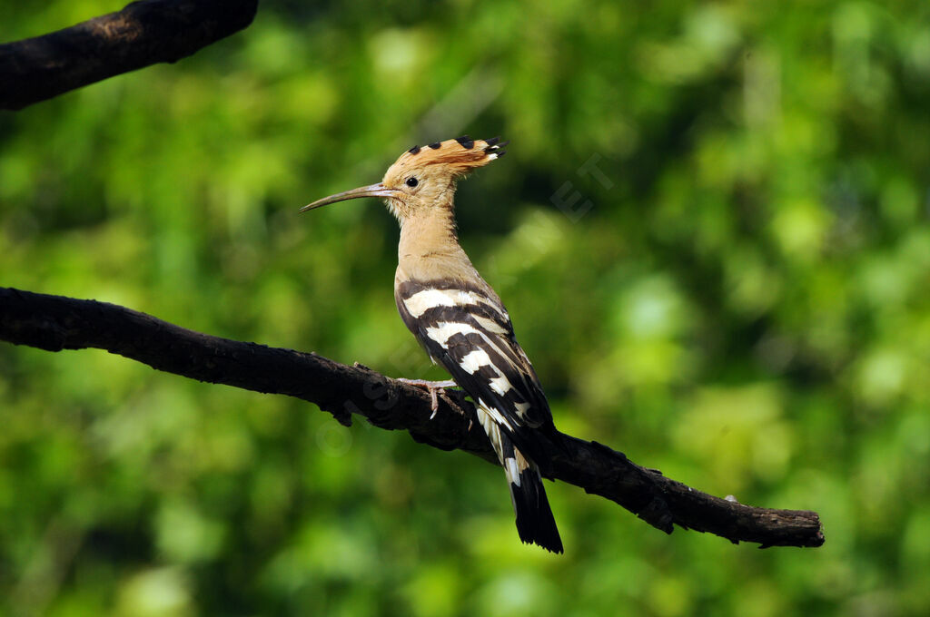 Eurasian Hoopoe