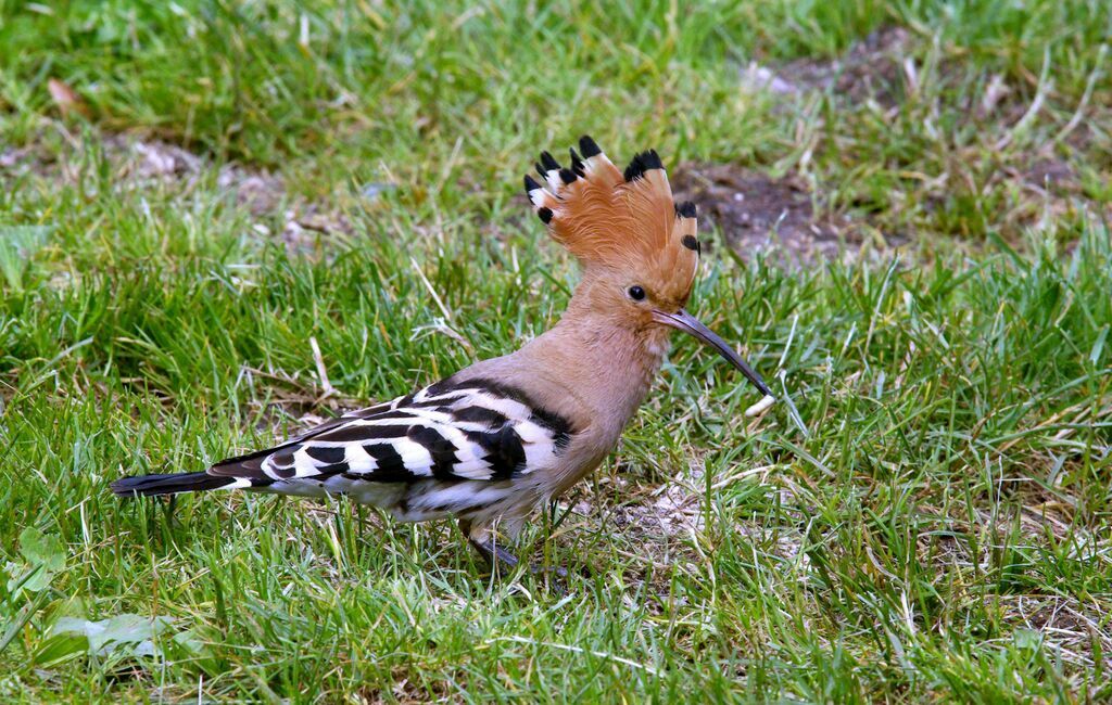 Eurasian Hoopoe