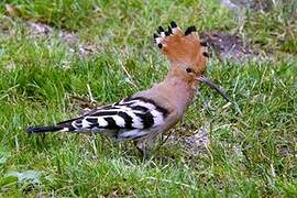 Eurasian Hoopoe