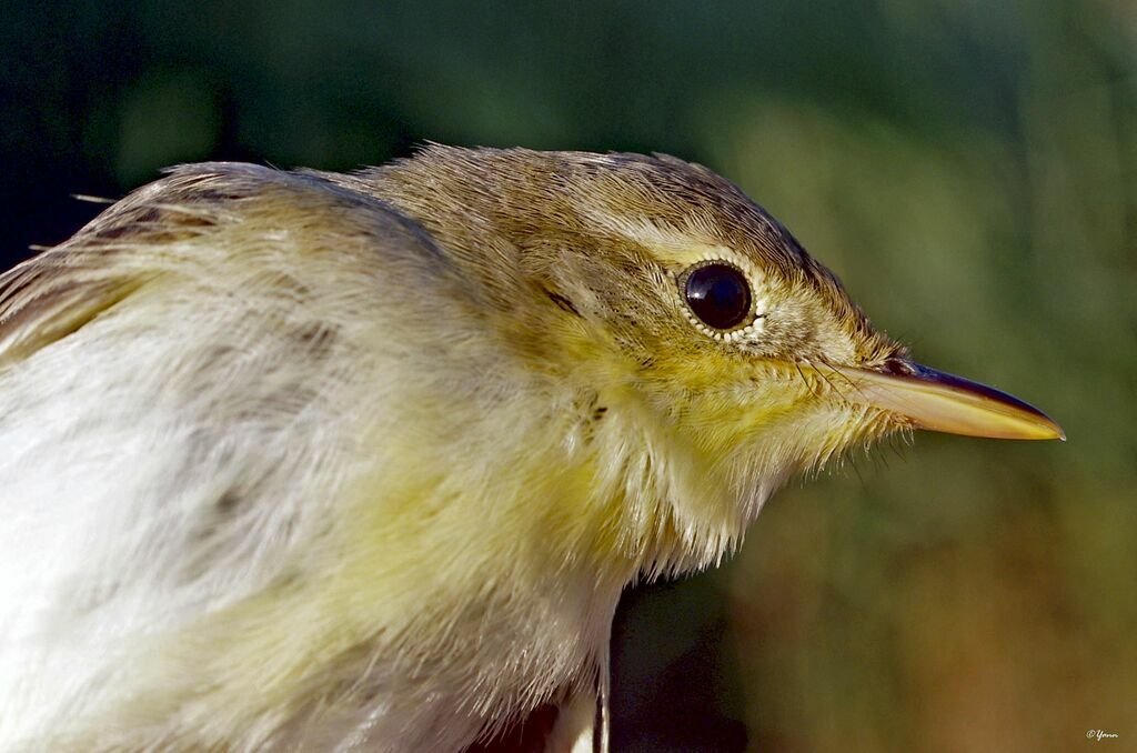 Melodious Warbler