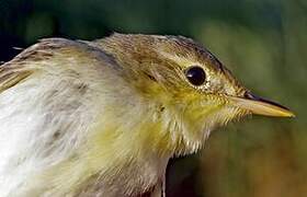 Melodious Warbler