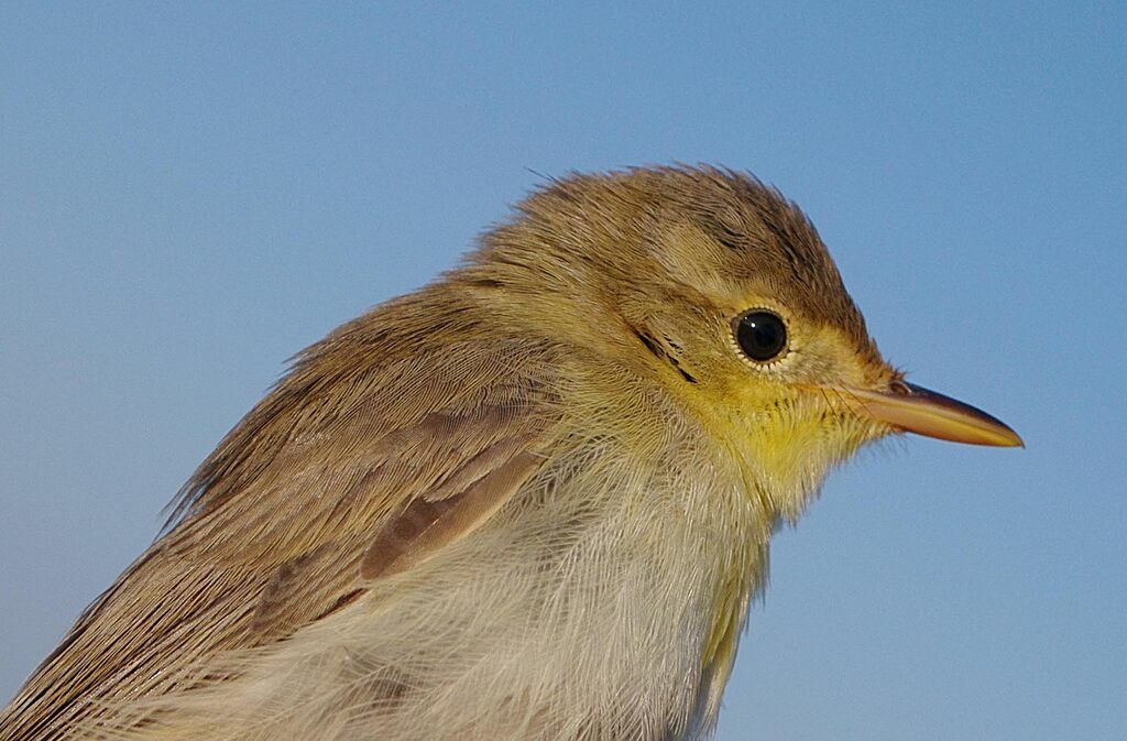 Melodious Warbler