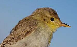 Melodious Warbler