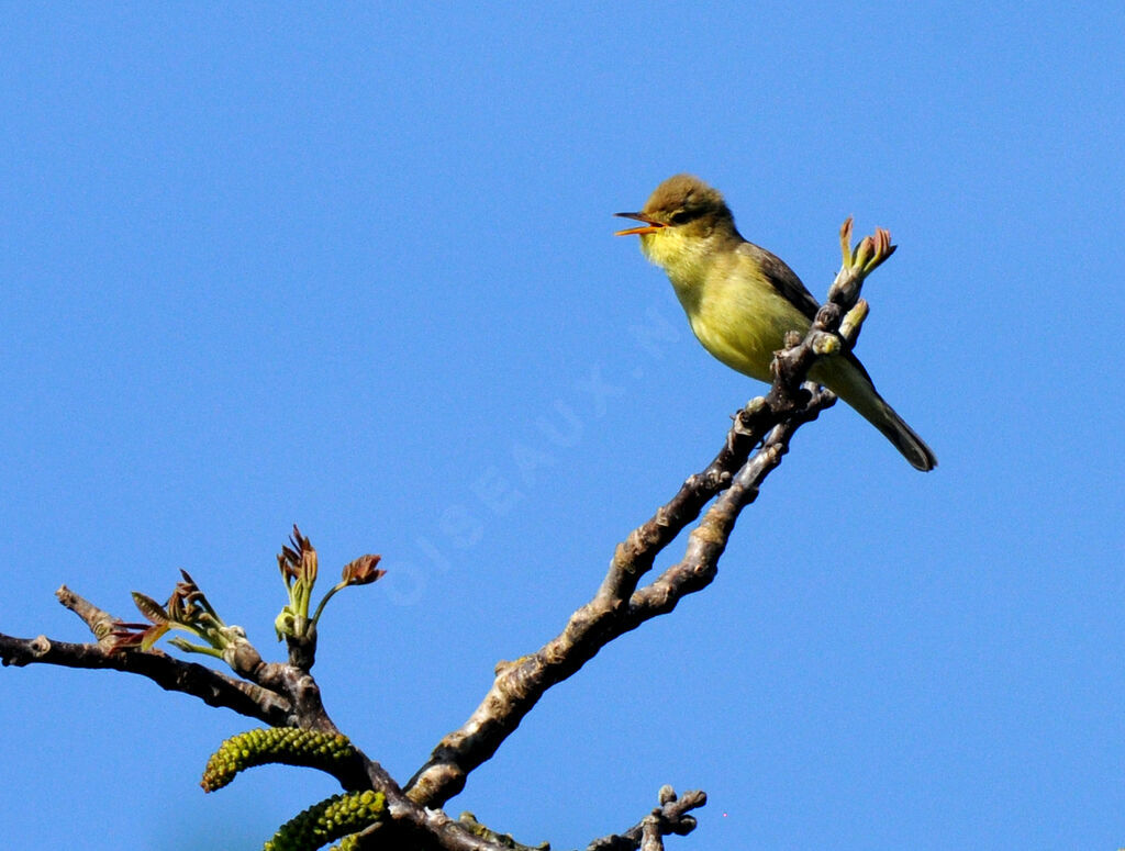 Melodious Warbler