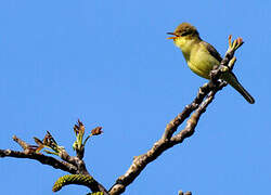 Melodious Warbler