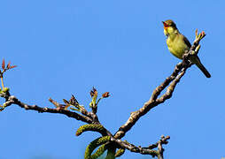 Melodious Warbler