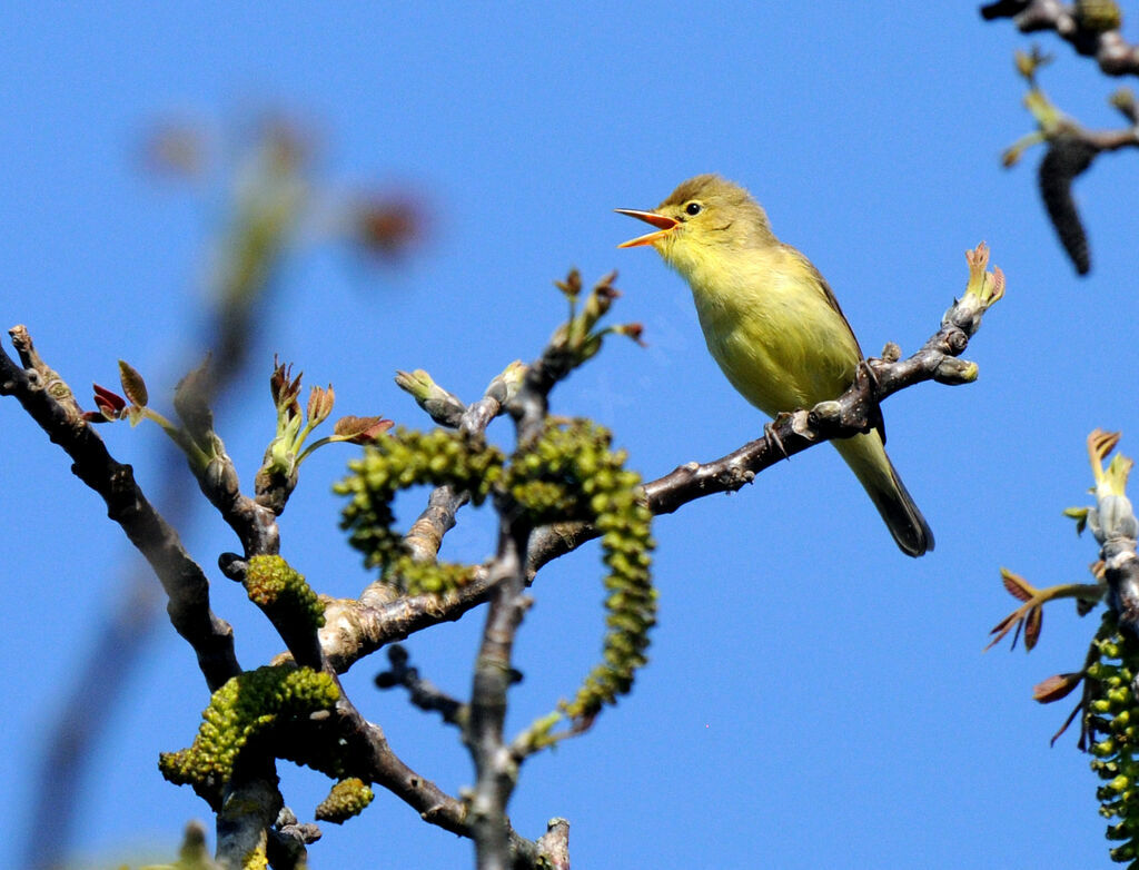 Melodious Warbler