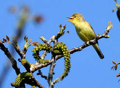 Melodious Warbler